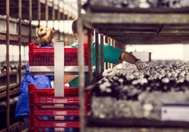 Cultivo industrial de champiñón en La Rioja Baja.