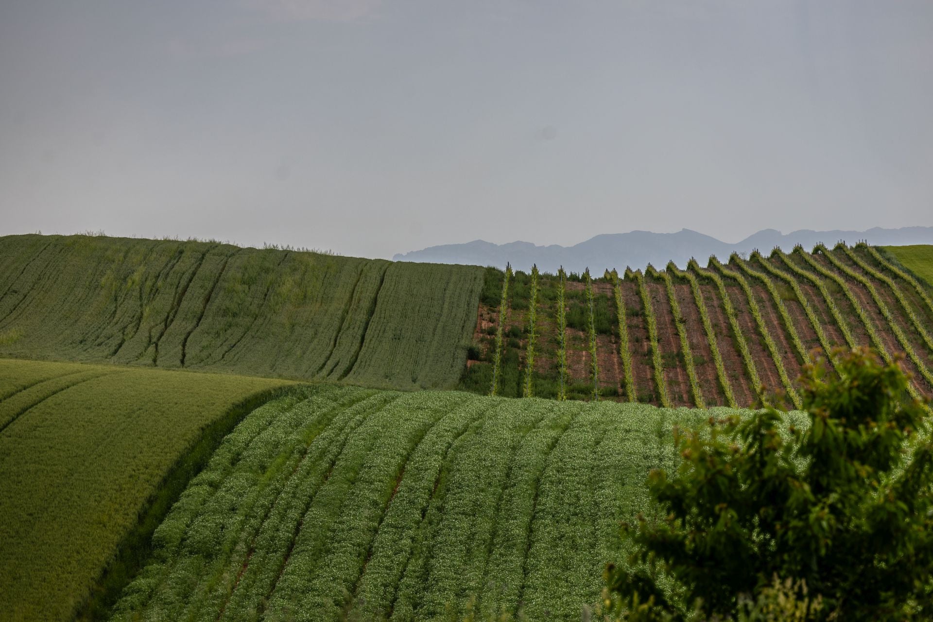Los paisajes de los campos de cereal en La Rioja