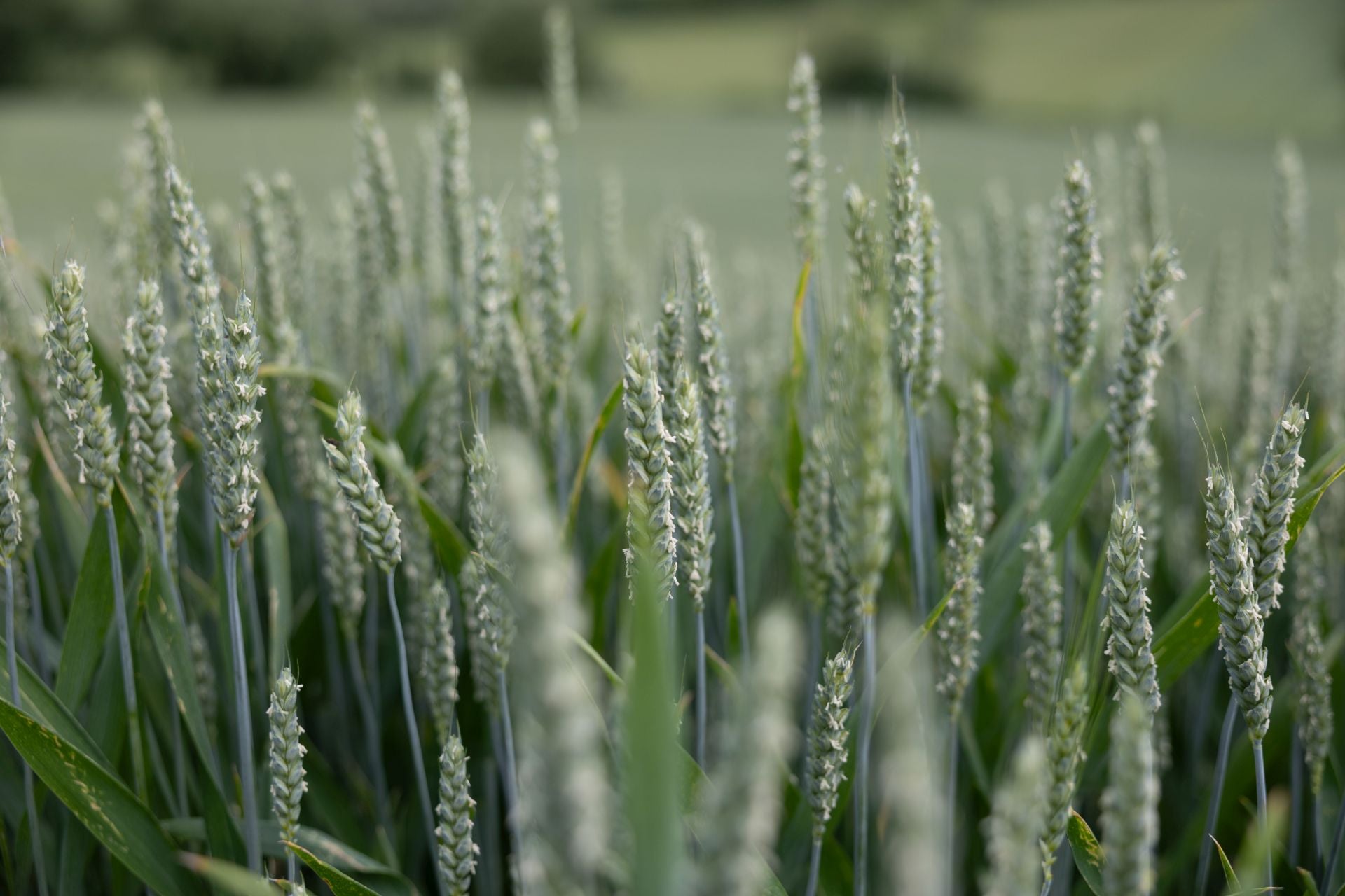 Los paisajes de los campos de cereal en La Rioja