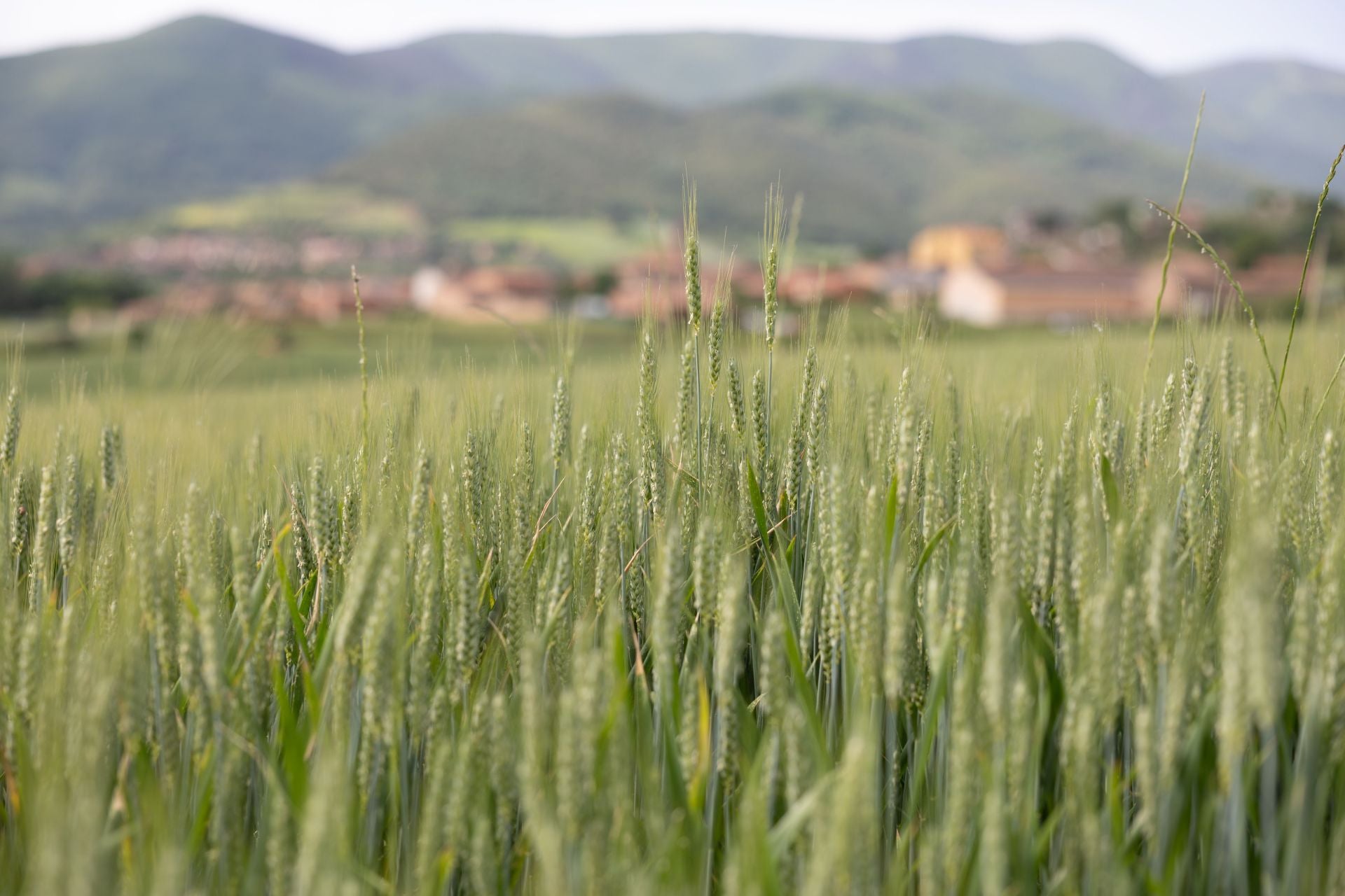 Los paisajes de los campos de cereal en La Rioja