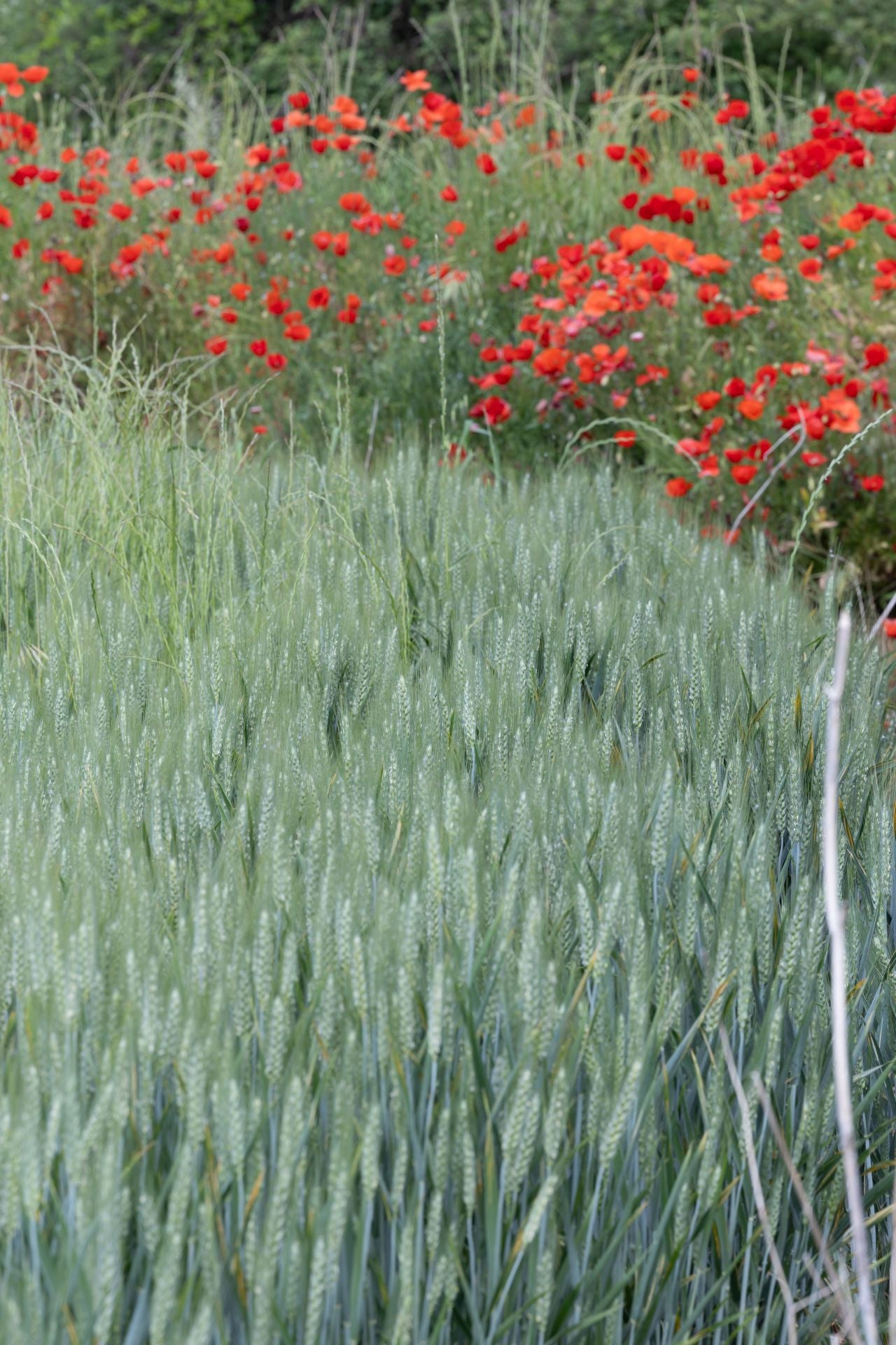 Los paisajes de los campos de cereal en La Rioja