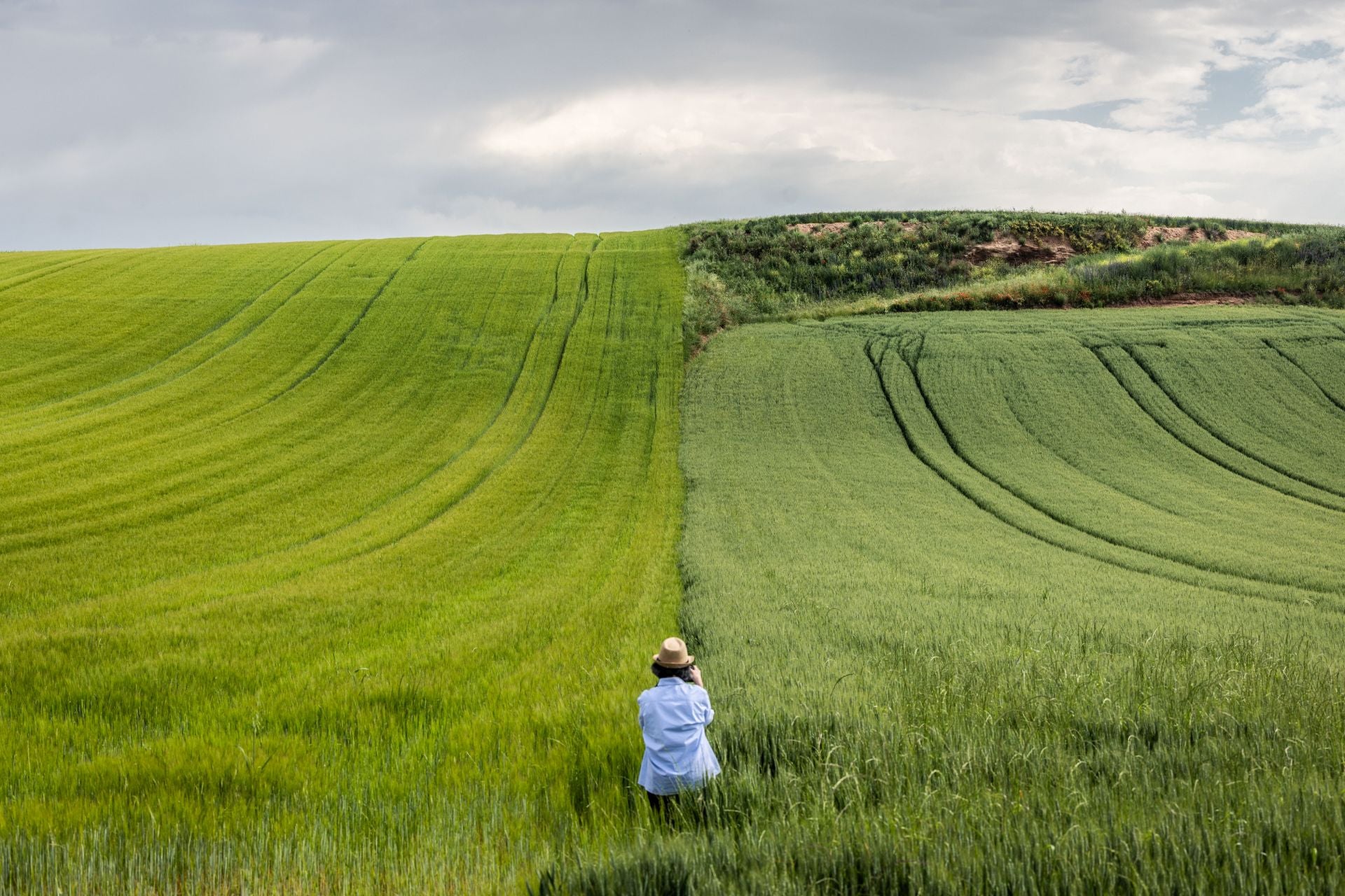 Los paisajes de los campos de cereal en La Rioja