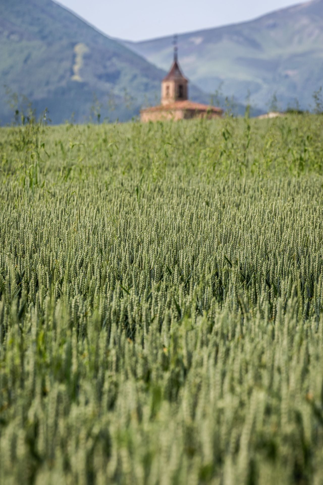Los paisajes de los campos de cereal en La Rioja
