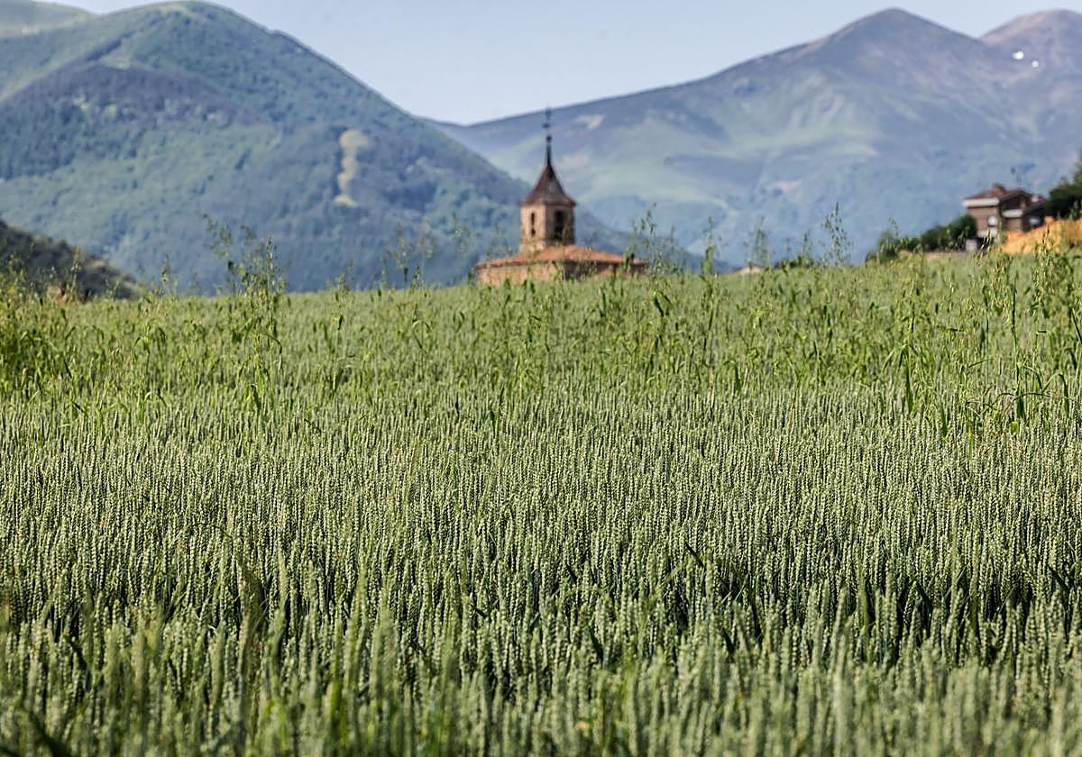 Los paisajes de los campos de cereal en La Rioja