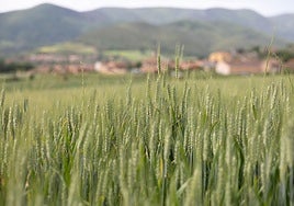 El cereal (en la imagen principal en Berceo) y a la derecha en campos de Villar de Torre desarrolla su ciclo con normalidad.