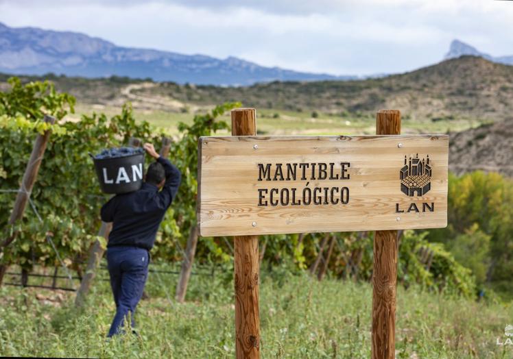 LAN, que mima desde sus inicios la tierra, ha comenzado a cultivar en ecológico.
