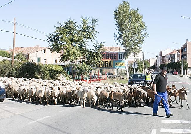David Ceballos, con su rebaño de ovejas, saliendo de Santo Domingo.
