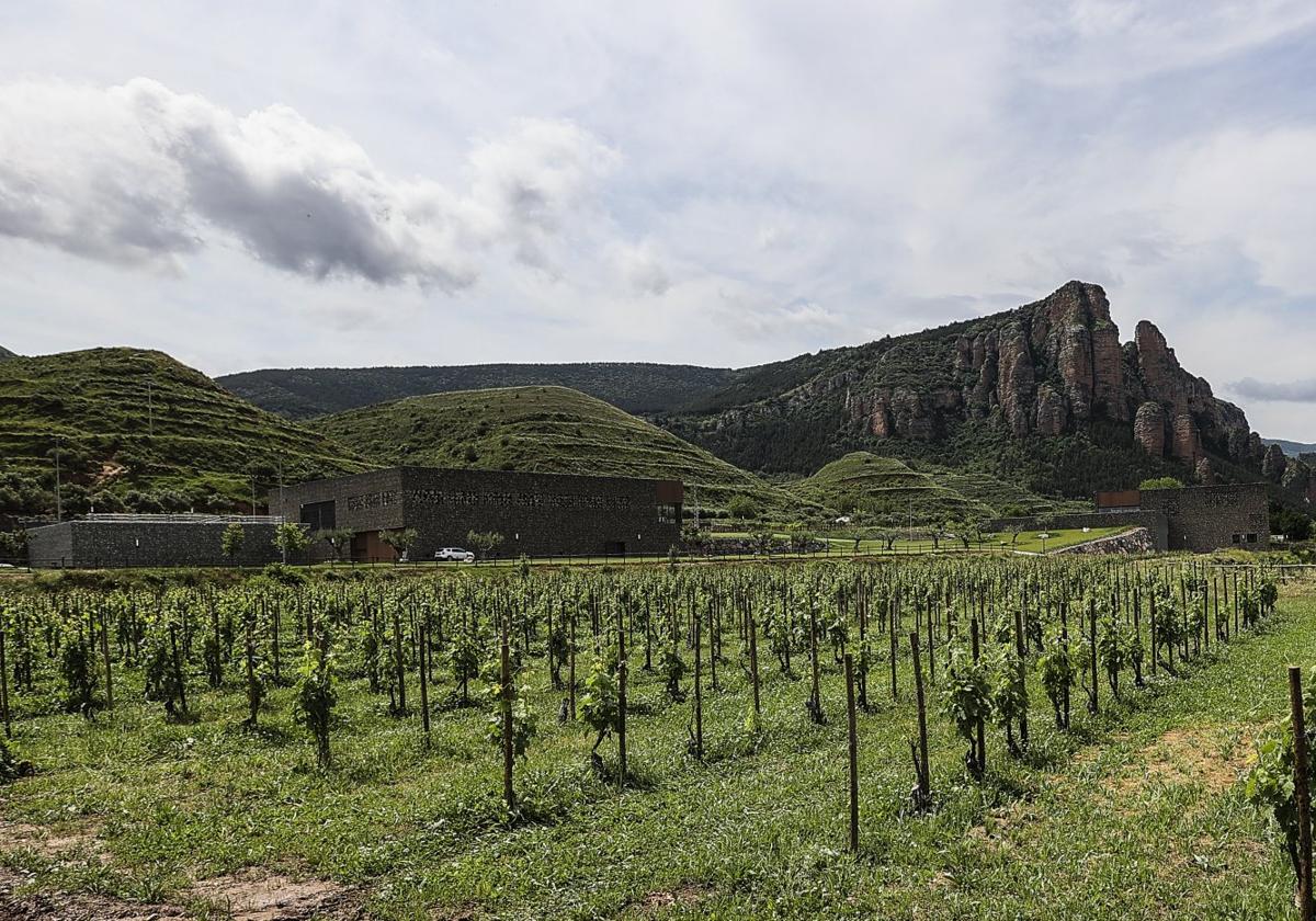 Viñedos de tempranillo blanco, con las dos bodegas de Rioja, Nivarius (izda.) y Proelio al fondo, desde los que se tiene una vista privilegiada de Peña Bajenza.