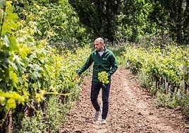 Pérez Hoces pasea por un viñedo de La Grajera.