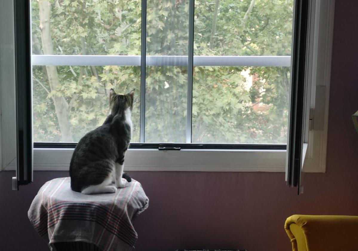 Los gatos 'paracaidistas'