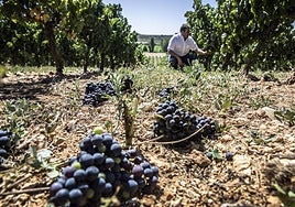 Isaac Muga, director de Viticultura, quitando racimos en una campaña vitícola anterior