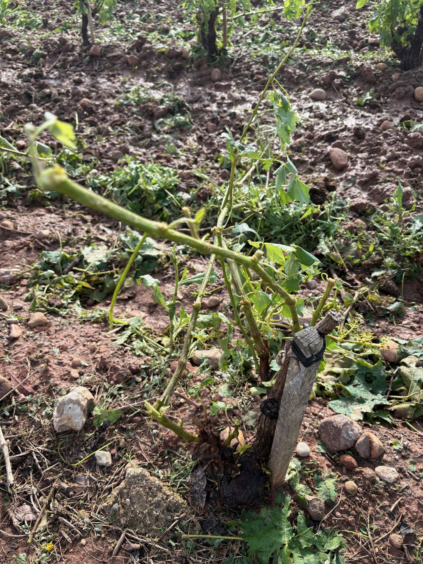 Las imágenes de los viñedos y perales arrasados tras la tormenta