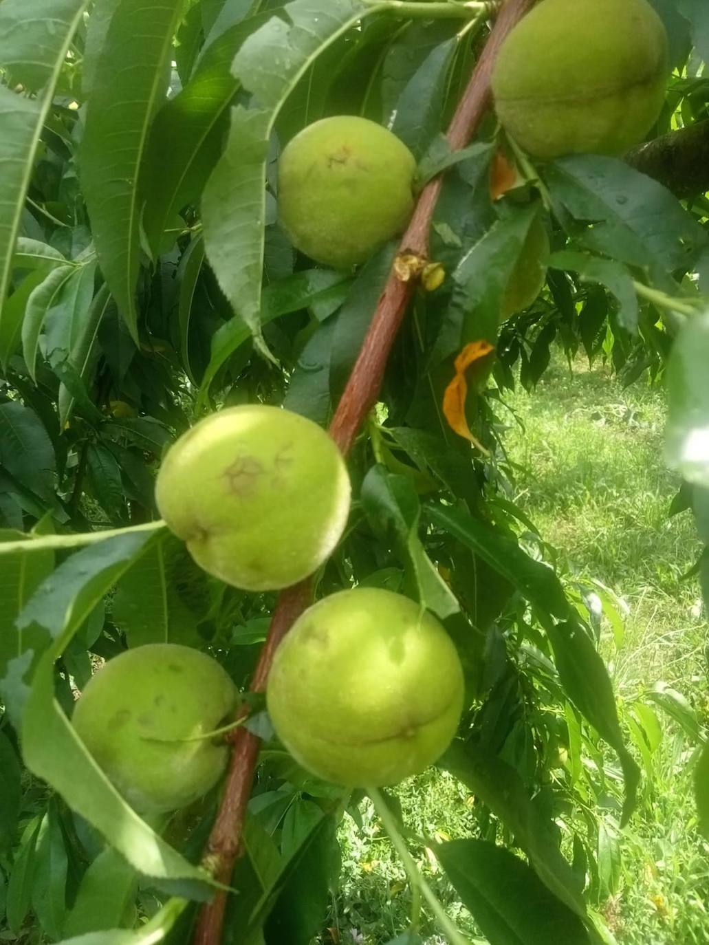 Melocotones de Lardero dañados por la tormenta.