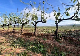 Viñedos arrasado entre Navarrete y Medrano