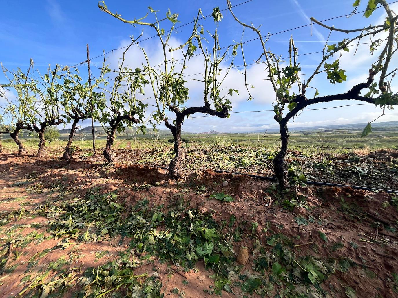 Viñas arrasadas por el temporal entre Navarrete y Medrano.
