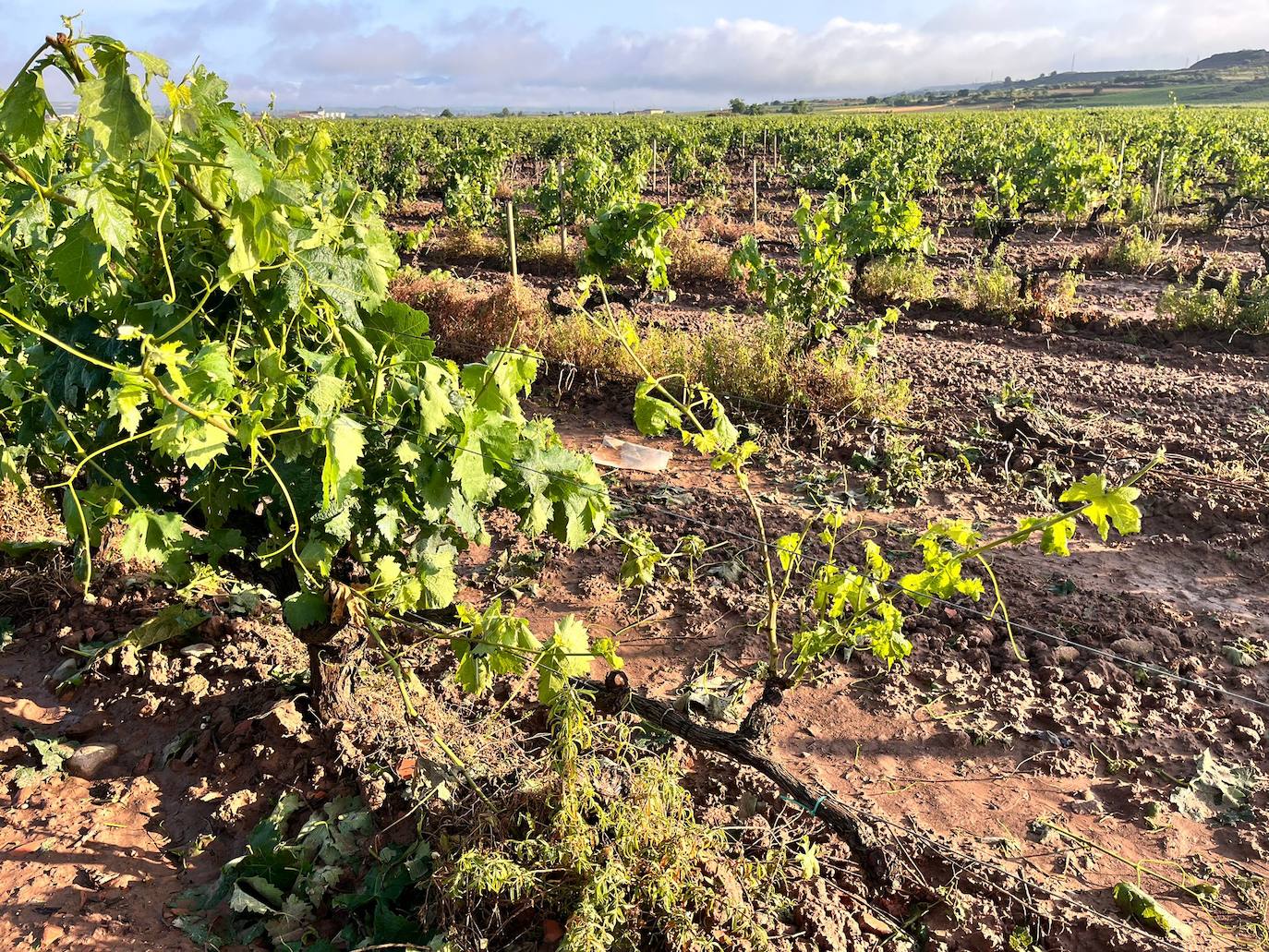 Viñedos dañados tras la tormenta de este miércoles en Navarrete.