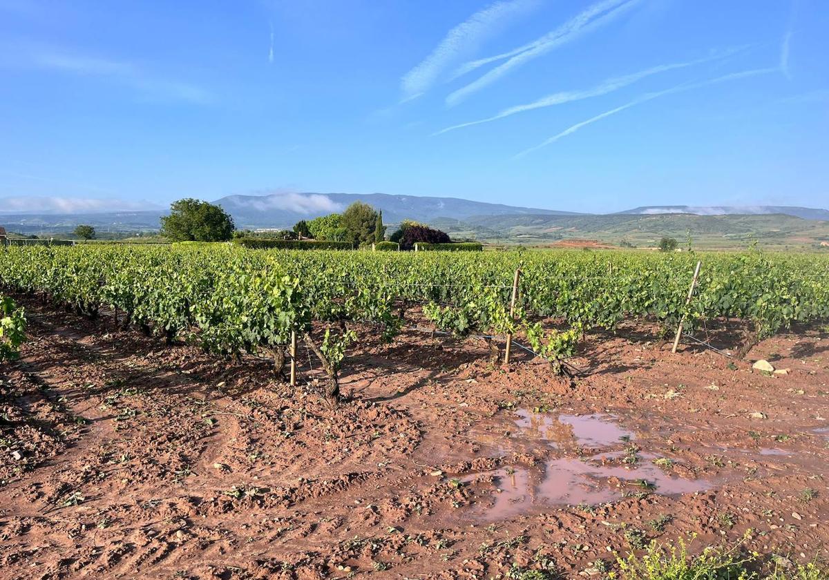 Viñedos dañados en Navarrete.