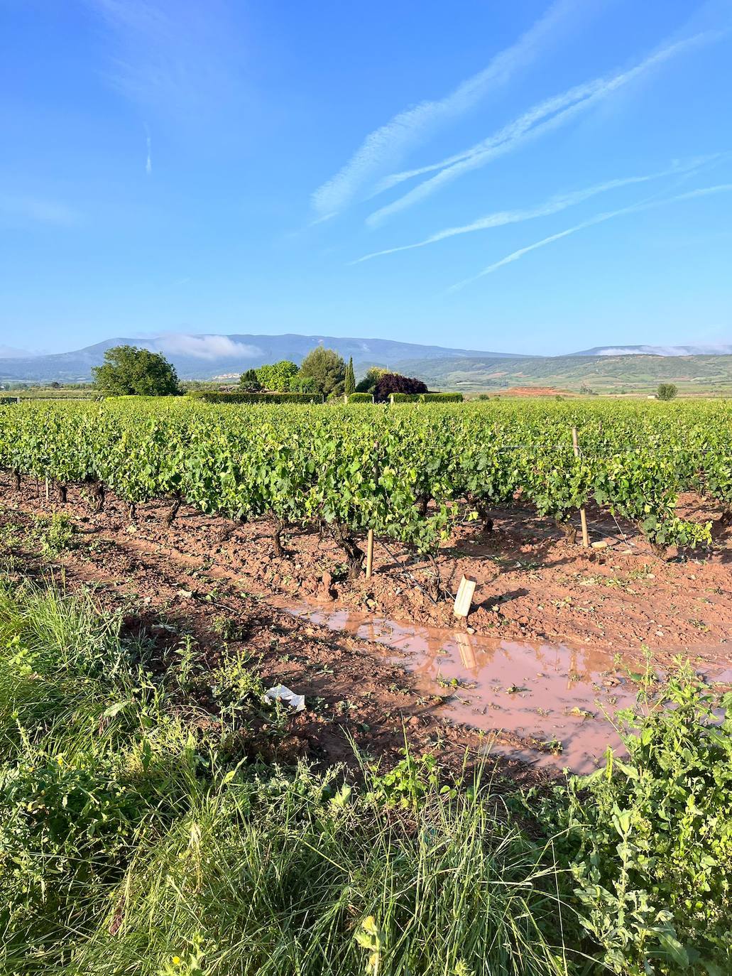 Viñedos dañados tras la tormenta de este miércoles en Navarrete.