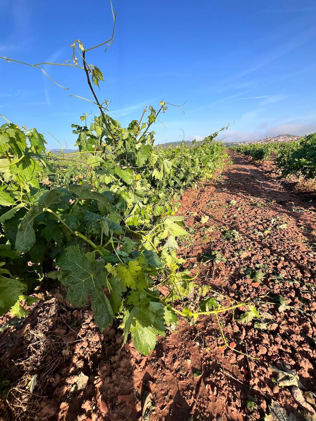 Viñedos dañados tras la tormenta de este miércoles en Navarrete.