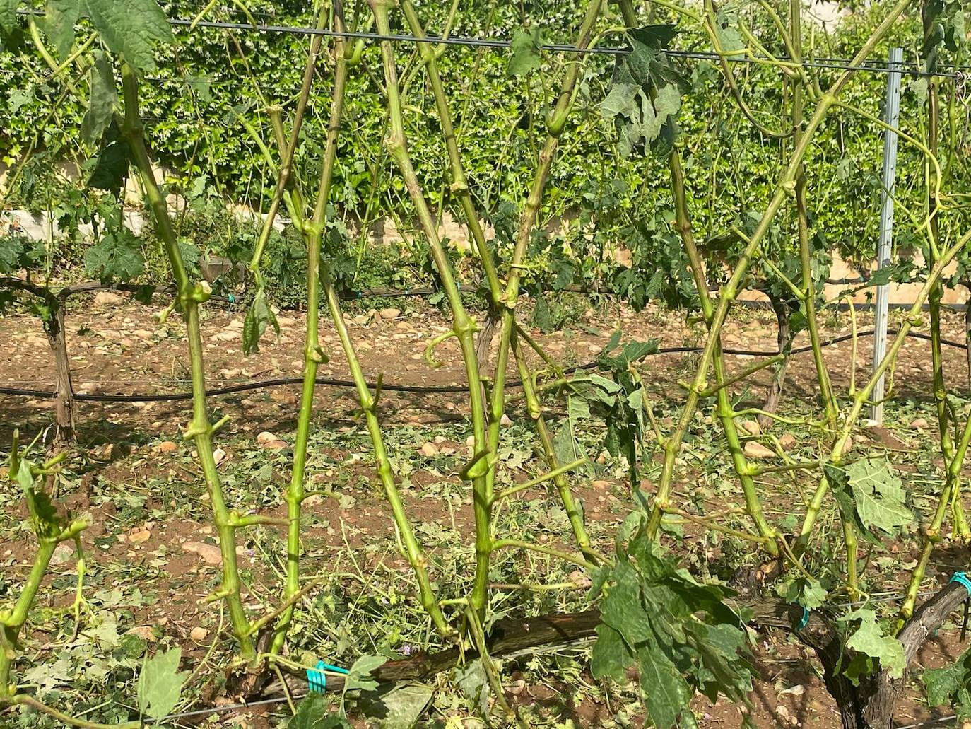 Viñedos dañados en Medrano.