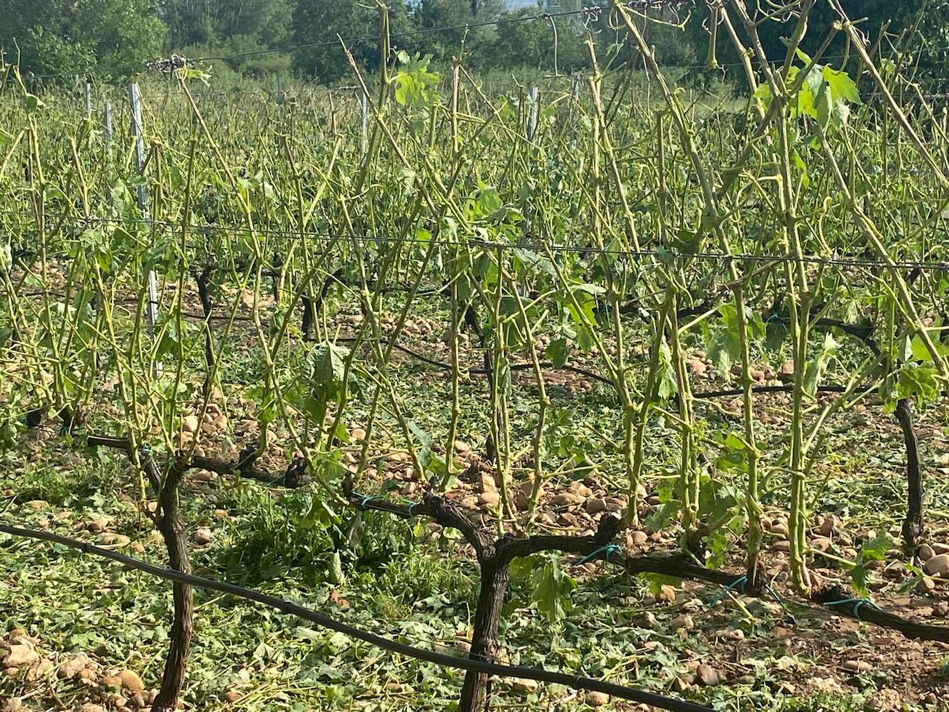 Viñedos dañados en Medrano.