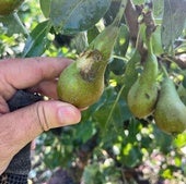 Perales dañados en la zona de Navarrete.