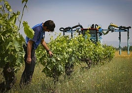 Tratamiento contra el mildiu con cobre, en Finca la Emperatriz, una de las bodegas que trabaja en viticultura ecológica.