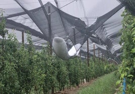 Una plantación de perales cubierta en Navarrete de Frutas Valle del Moncalvillo.
