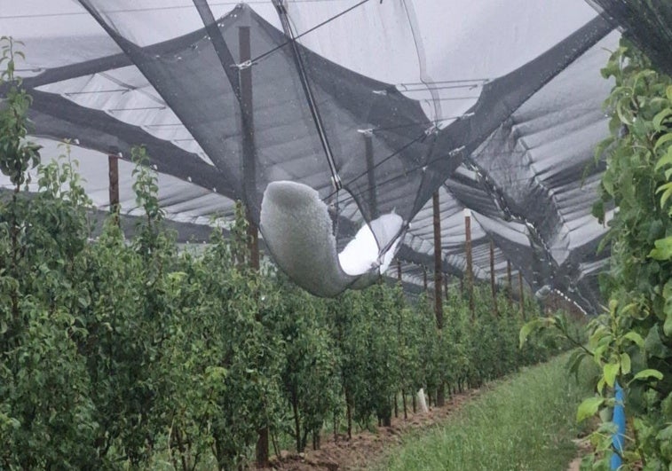 Una plantación de perales cubierta en Navarrete de Frutas Valle del Moncalvillo.