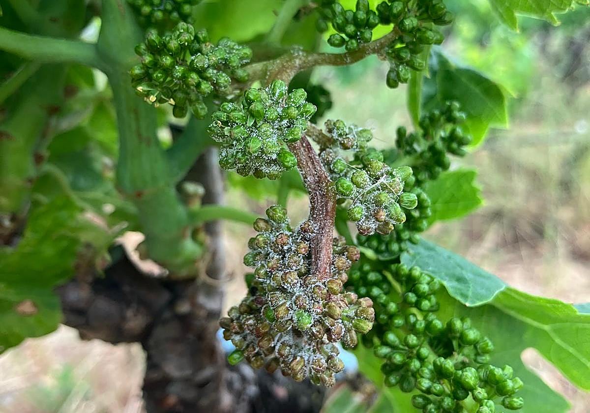 Daños por mildiu en racimo.