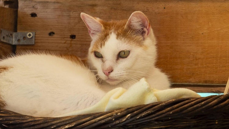 Axel, un gato encantador de casi cuatro años.