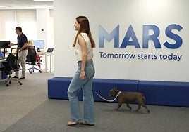 ¿Irías a la oficina con perro? Pues la mayoría sí