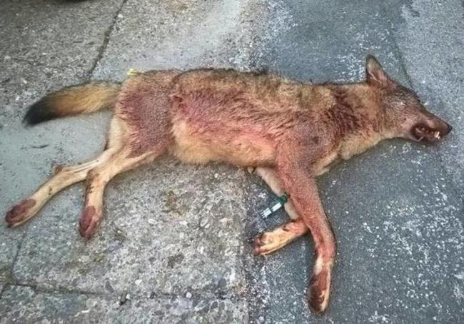 Último lobo cazado legalmente en La Rioja, en Villavelayo en 2020.