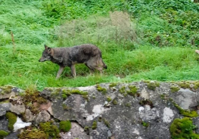 Lobo avistado en Viniegra de Abajo en diciembre de 2024.