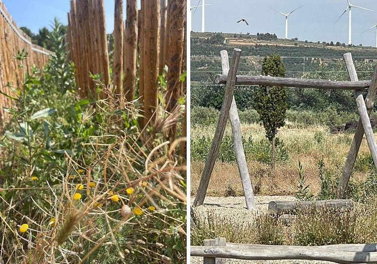 El robo de boj en San Bernabé y el espacio de las terrazas: el Teléfono del Lector de hoy