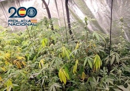 Dos detenidos por un «extenso» cultivo de marihuana: tenían 191 plantas en un local de Logroño