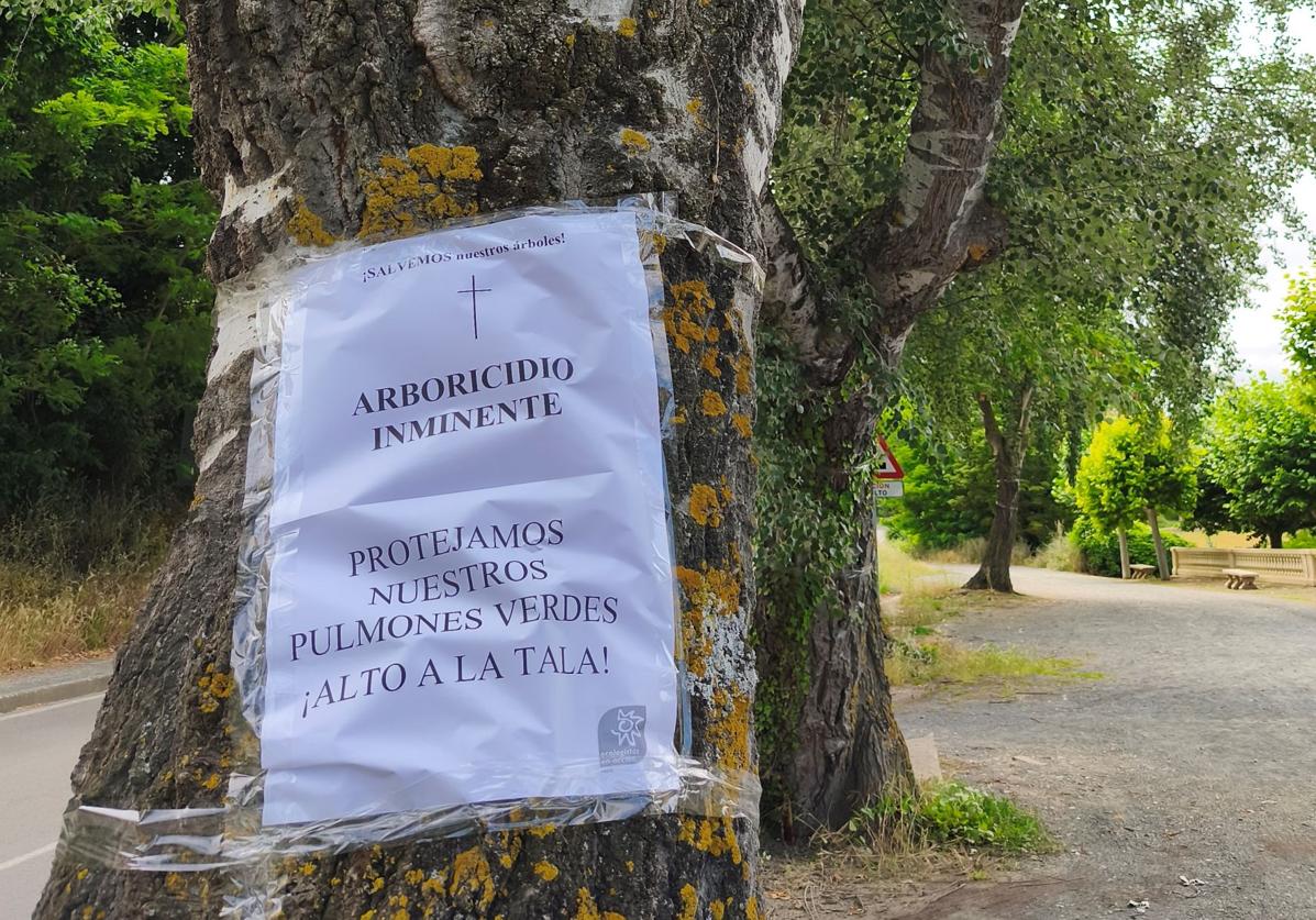Ecologistas en Acción alerta de que el Gobierno de La Rioja rechaza la protección de los álamos centenarios de Haro