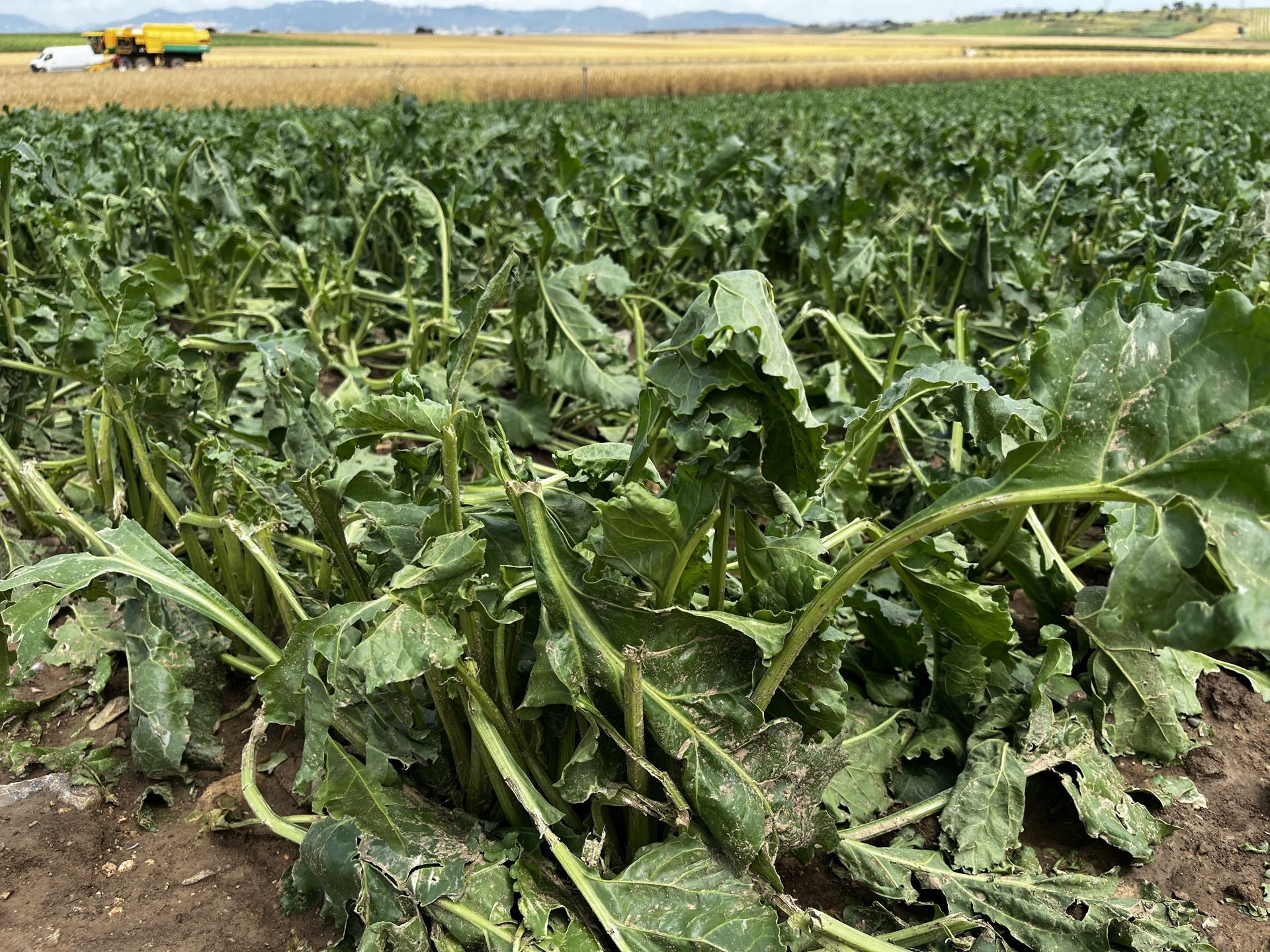 Una plantación de remolacha de Zarratón dañada por la tormenta de este martes.