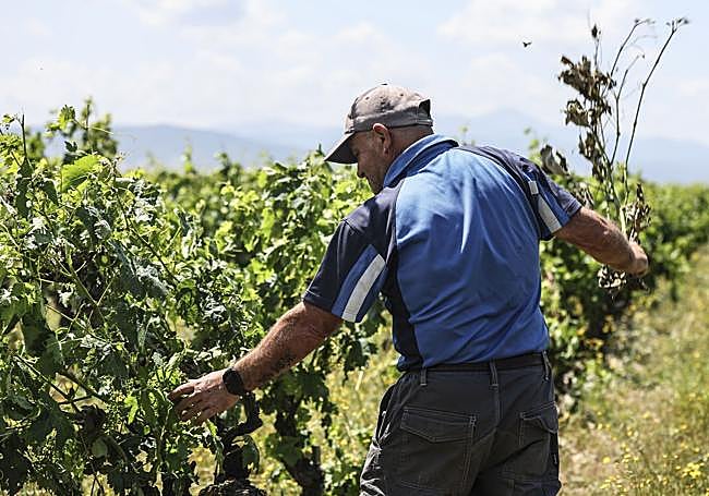 Un viticultor de Finca La Emperatriz revisa los daños en el viñedo a causa de la tormenta.