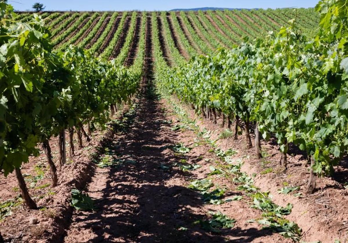 1.099 viticultores recibirán ayudas para la cosecha en verde 2025