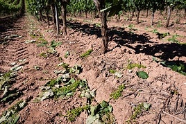 Consulta quién recibirá ayudas para la vendimia en verde y quién se queda fuera