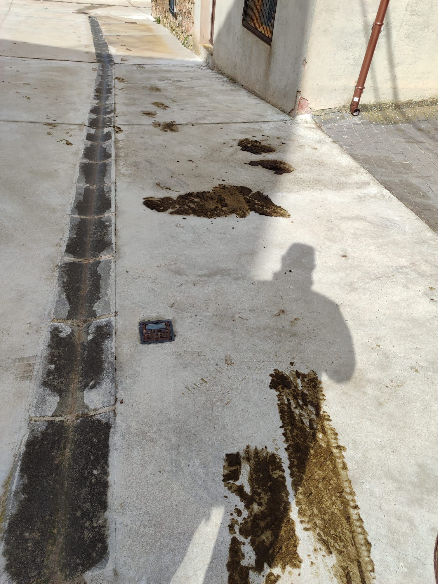 Excrementos de ganado en una calle de Clavijo.