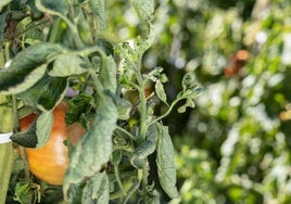 Planta de tomate en una finca de La Rioja.
