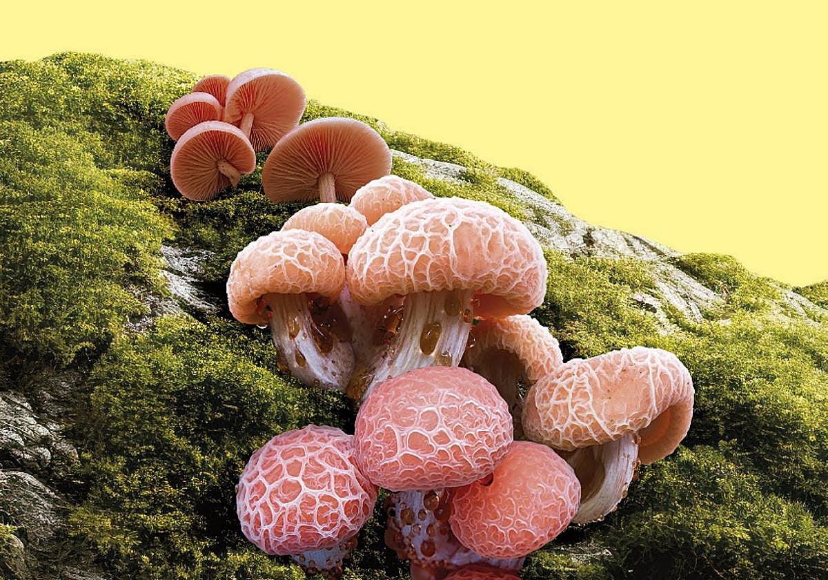 La Nobel que podría ser