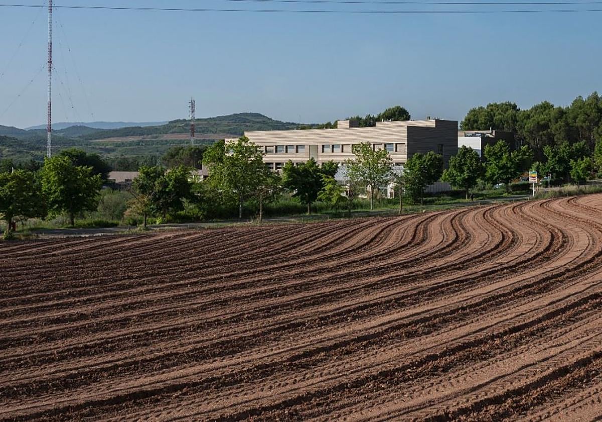 Imagen de la plantación realizada en La Grajera.
