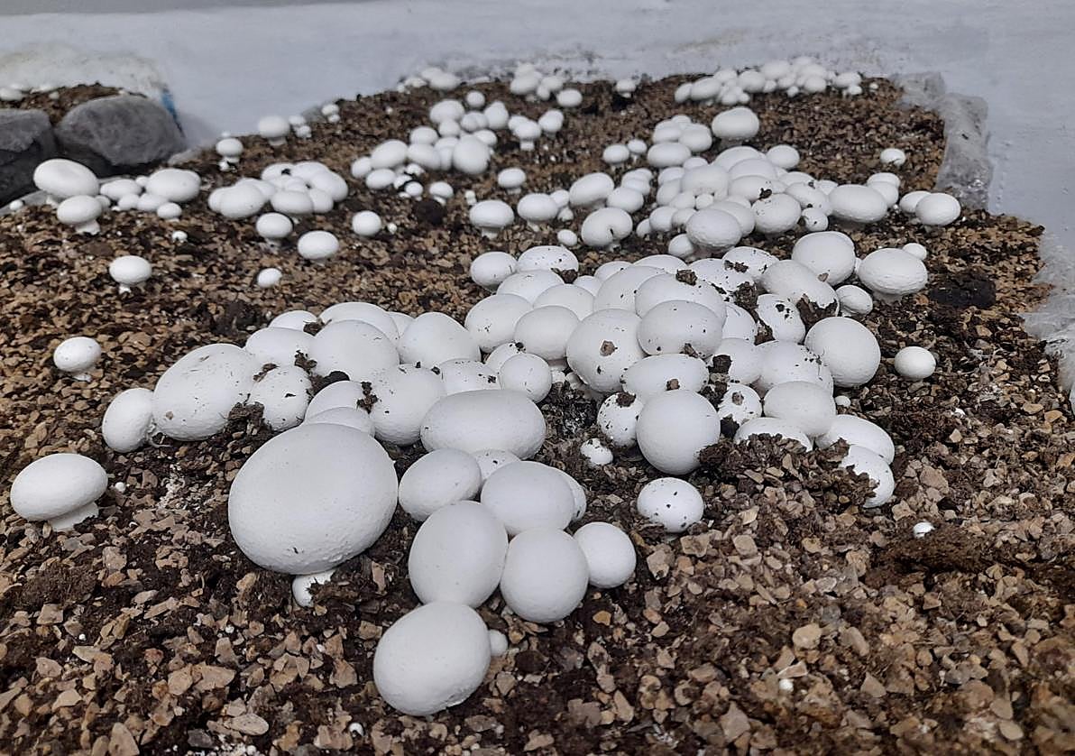 El cultivo del champiñón se sitúa como el segundo sector agrario en importancia económica en La Rioja.