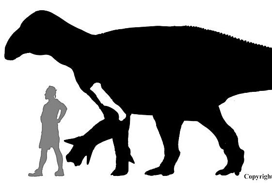 El viernes comienza una nueva campaña en Igea en busca de un gran dinosaurio ornitópodo del Cretácico