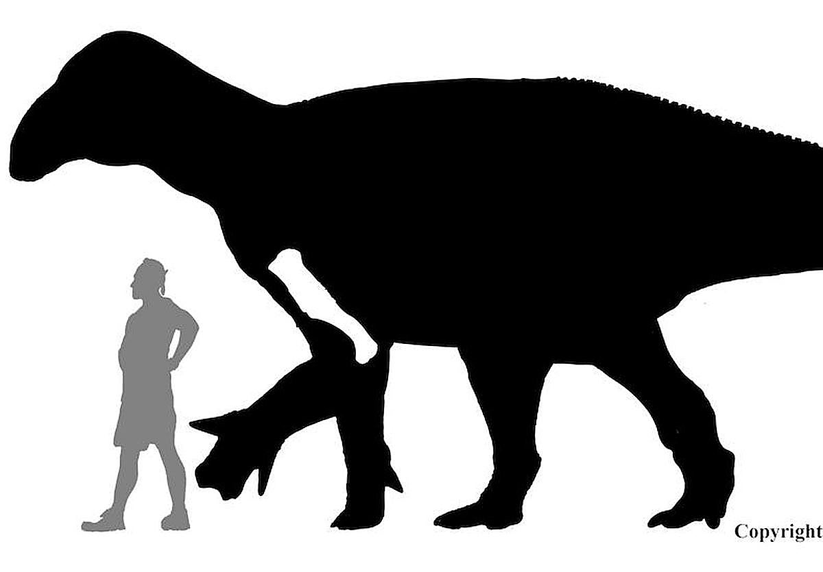 El viernes comienza una nueva campaña en Igea en busca de un gran dinosaurio ornitópodo del Cretácico