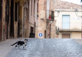 Un gato en la calle Mayor de Navarrete.