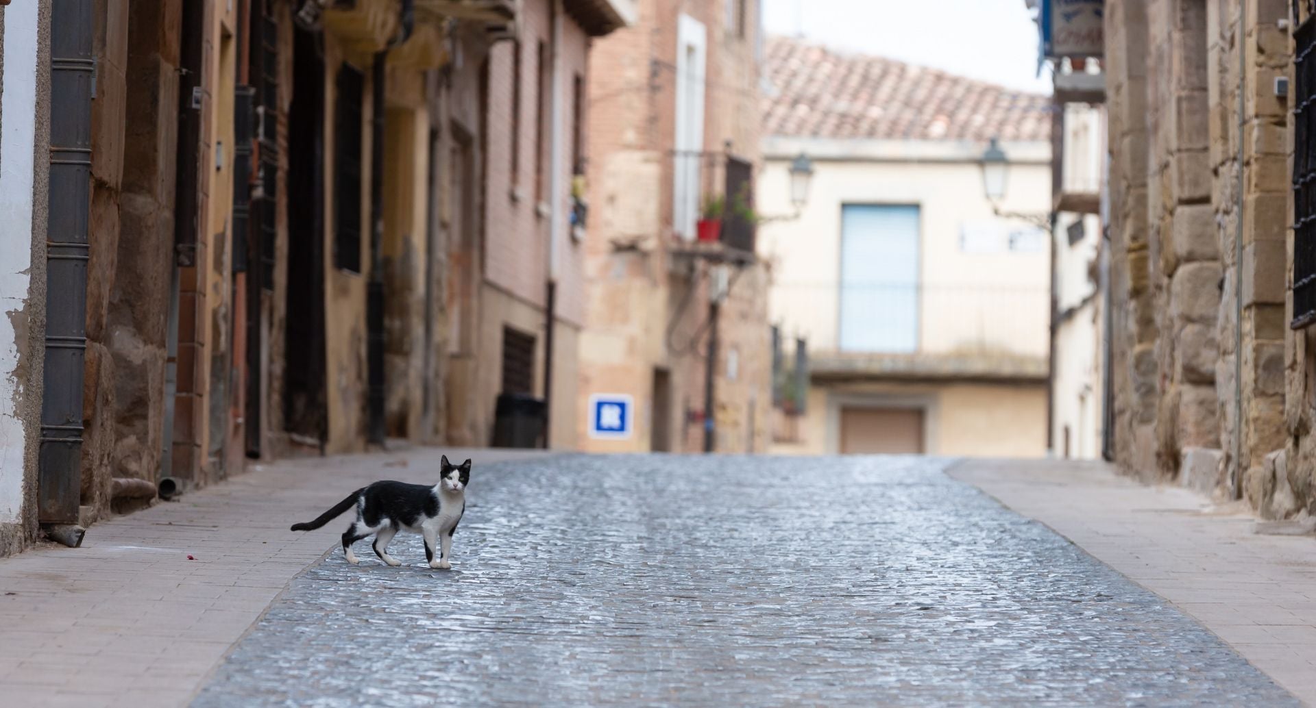 Un gato en la calle Mayor de Navarrete.